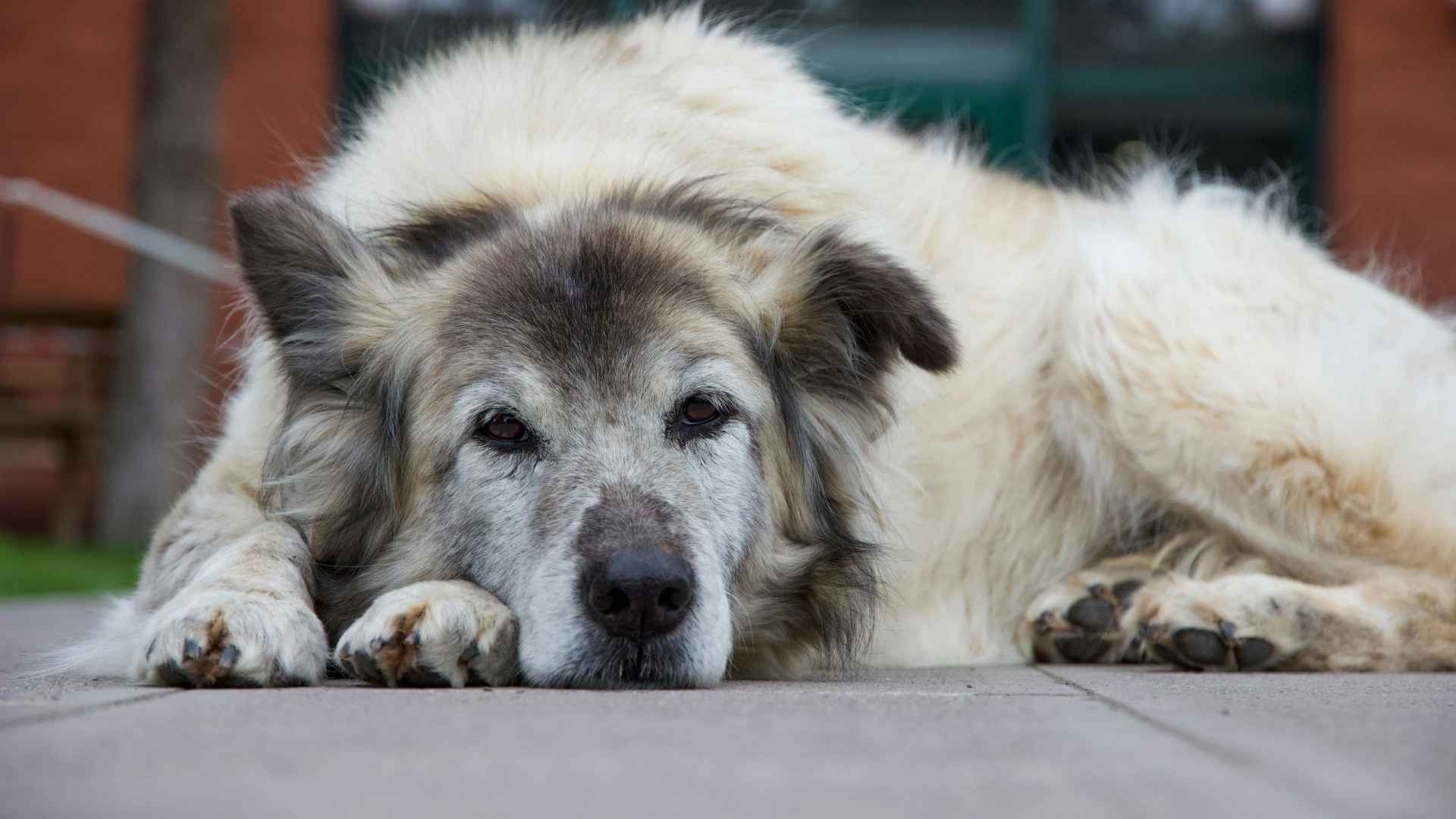 perro triste